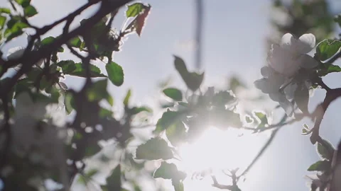 Blossoming apple tree in full bloom on blue sky background.  Vidéo 132064465