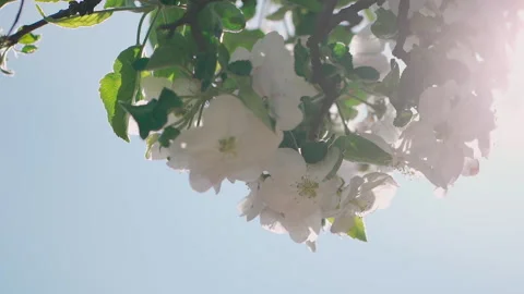 Blossoming apple tree in full bloom on blue sky background.  Stock Footage 132064959