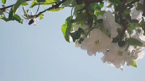 Blossoming apple tree in full bloom on blue sky background. 库存影片 132065030