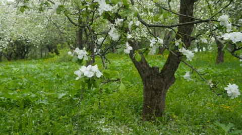 Blossoming apple-tree in the garden Stockbeeldmateriaal 64224923