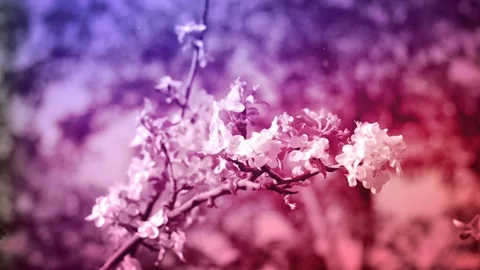 Blossoming Apple Tree Garden Stock Footage 120557164