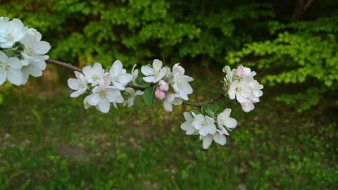 A blossoming apple tree in the garden Stock Footage 334883543
