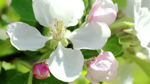 Blossoming apple tree. Macro shot white flower on the wind Stock Footage 91383207