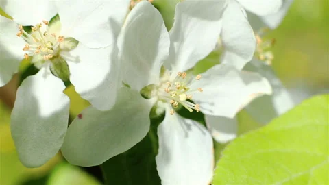 Blossoming apple tree. Macro shot white flower on the wind Stock Footage 91383888