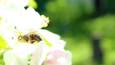 Blossoming apple tree. Macro shot white flower on the wind Stock Footage 92078474