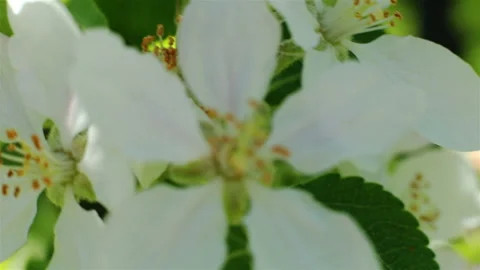 Blossoming apple tree. Macro shot white flower on the wind Stock Footage 92162210