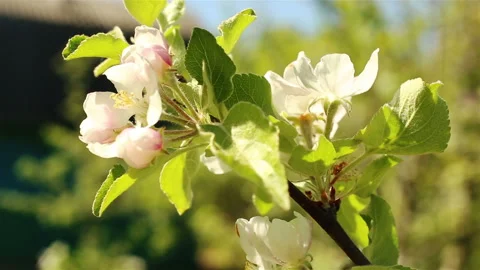 Blossoming apple tree. Macro shot white flower on the wind Stock Footage 92172272