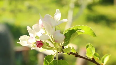 Blossoming apple tree. Macro shot white flower on the wind Stock Footage 92676423
