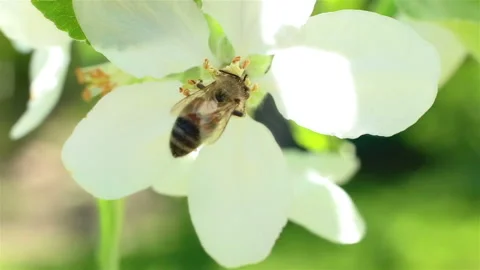 Blossoming apple tree. Macro shot white flower on the wind Stock Footage 92730126