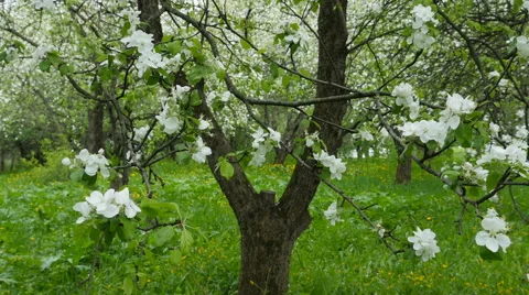 Blossoming apple-tree in the orhard with beautiful white flowers Stock Footage 64221808