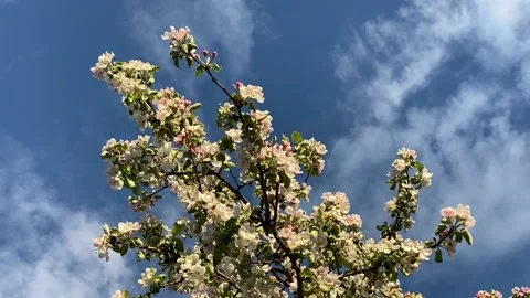 Blossoming apple tree panoramic view Stock Footage 135463281