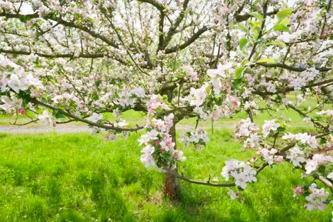 Blossoming apple tree Stock Photos