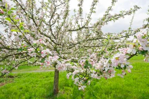Blossoming Apple Tree Stock Photos