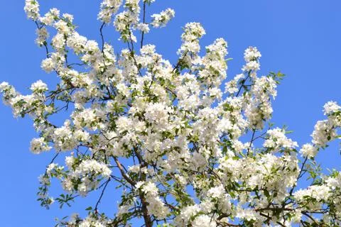 Blossoming apple-tree Stock Photos
