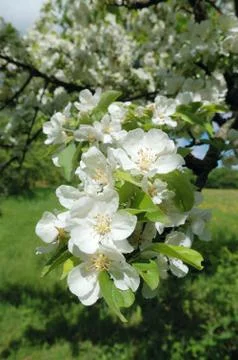Blossoming apple tree Stock Photos