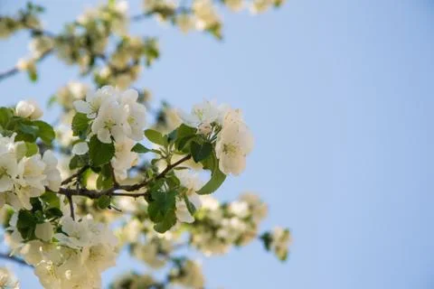 The blossoming apple-tree Stock Photos
