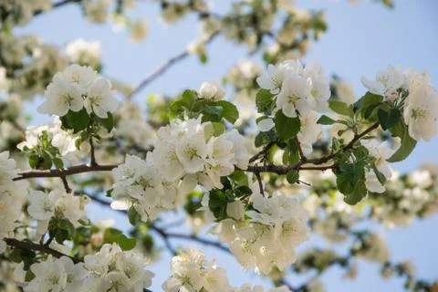 The blossoming apple-tree Stock Photos