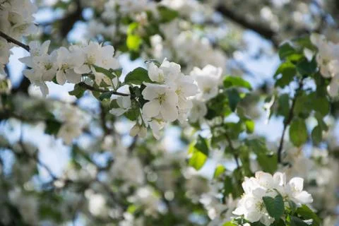 The blossoming apple-tree Stock Photos