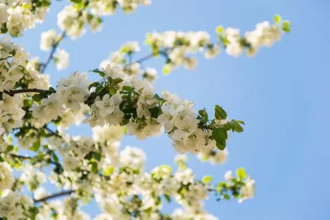 The blossoming apple-tree Stock Photos