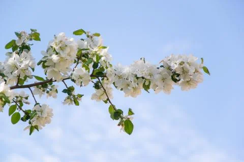 The blossoming apple-tree Stock Photos