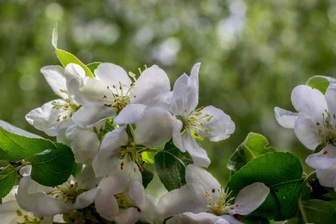 Blossoming Apple Tree Stock Photos