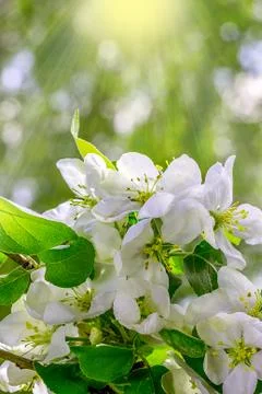 Blossoming Apple Tree Stock Photos