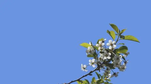 Blossoming of the Apple-tree Stock Photos
