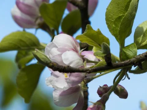 The blossoming apple-tree Stock Photos