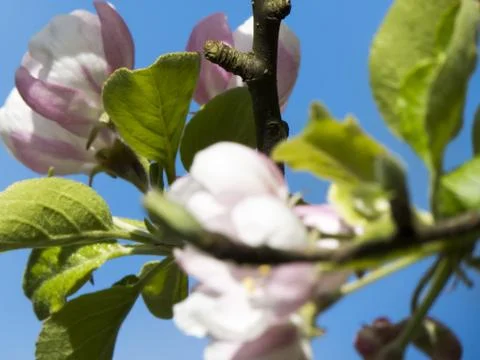 The blossoming apple-tree Stock Photos