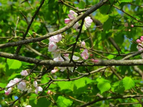 The blossoming apple-tree Stock Photos