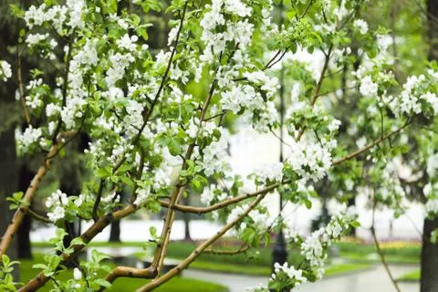 The blossoming apple-tree Stock Photos