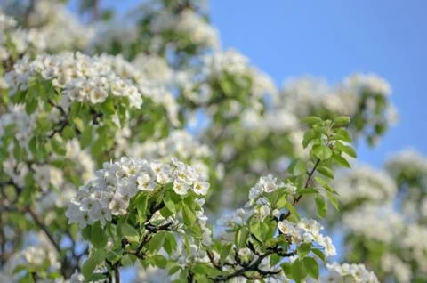 Blossoming apple tree Stock Photos