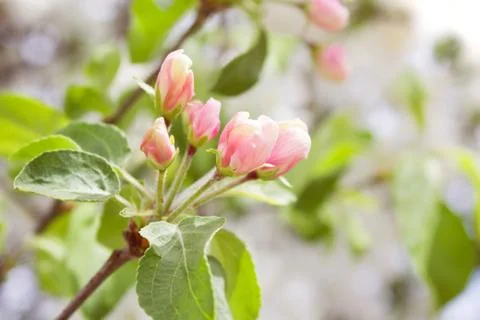 Blossoming apple tree Stock Photos
