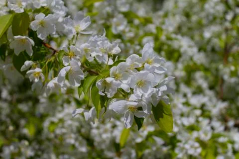 Blossoming of an apple-tree Stock Photos