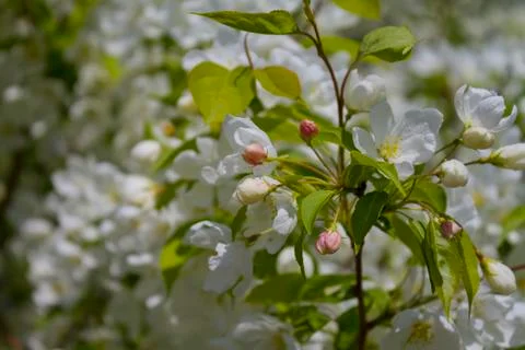 Blossoming of an apple-tree Stock Photos