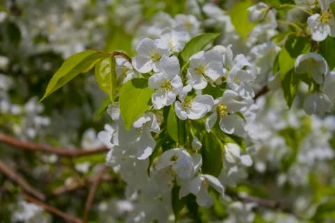 Blossoming of an apple-tree Stock Photos