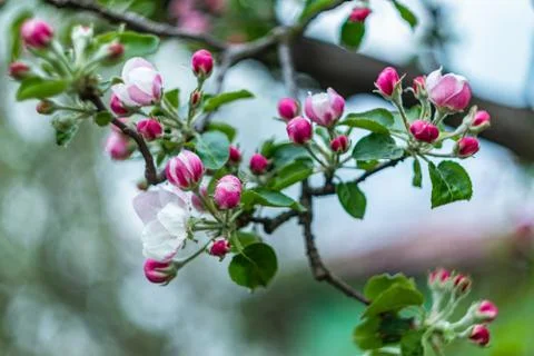  Blossoming apple tree Stock Photos