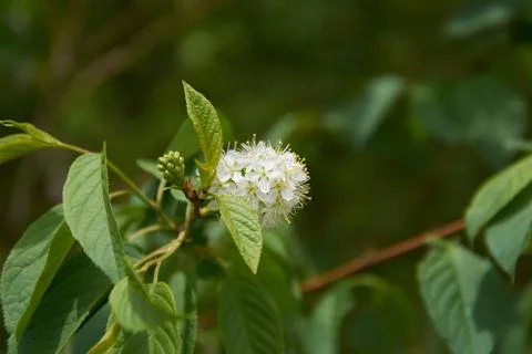 Blossoming of an apple tree Stock Photos
