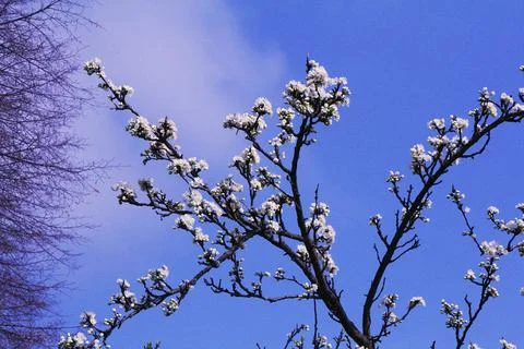 Blossoming apple tree Stock Photos