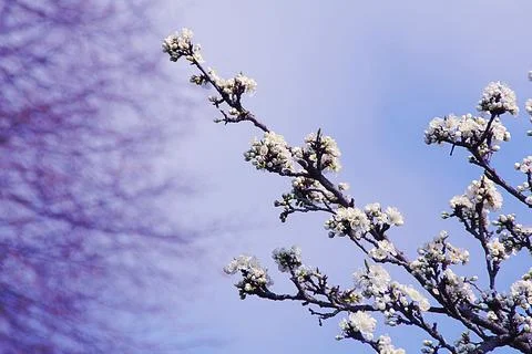 Blossoming apple tree Stock Photos