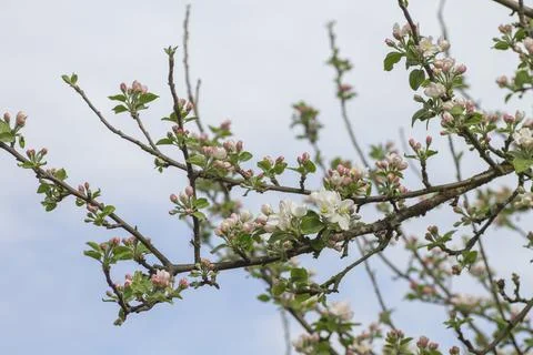 Blossoming apple tree Foto stock
