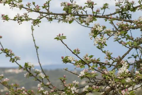 Blossoming apple tree Stock Photos