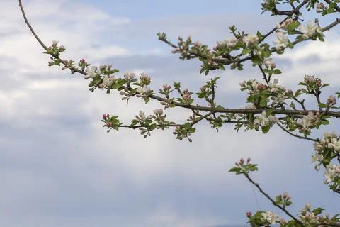 Blossoming apple tree Foto stock