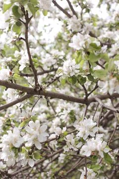 Blossoming apple tree Stock Photos