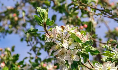 Blossoming apple tree Stock Photos
