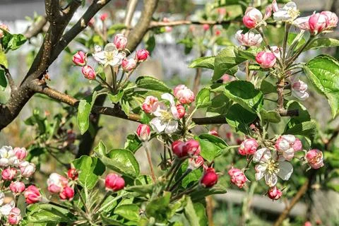 Blossoming apple tree Stock Photos