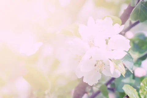 Blossoming apple tree Foto stock