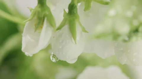 Blossoming apple-tree. Rain. Stock Footage 23853016