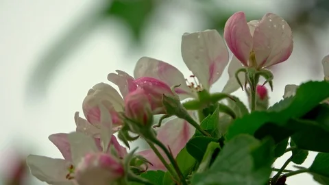 Blossoming apple tree in the rain Video stock 106808430