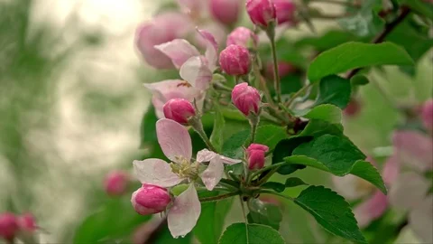 Blossoming apple tree in the rain Stock Footage 106808543